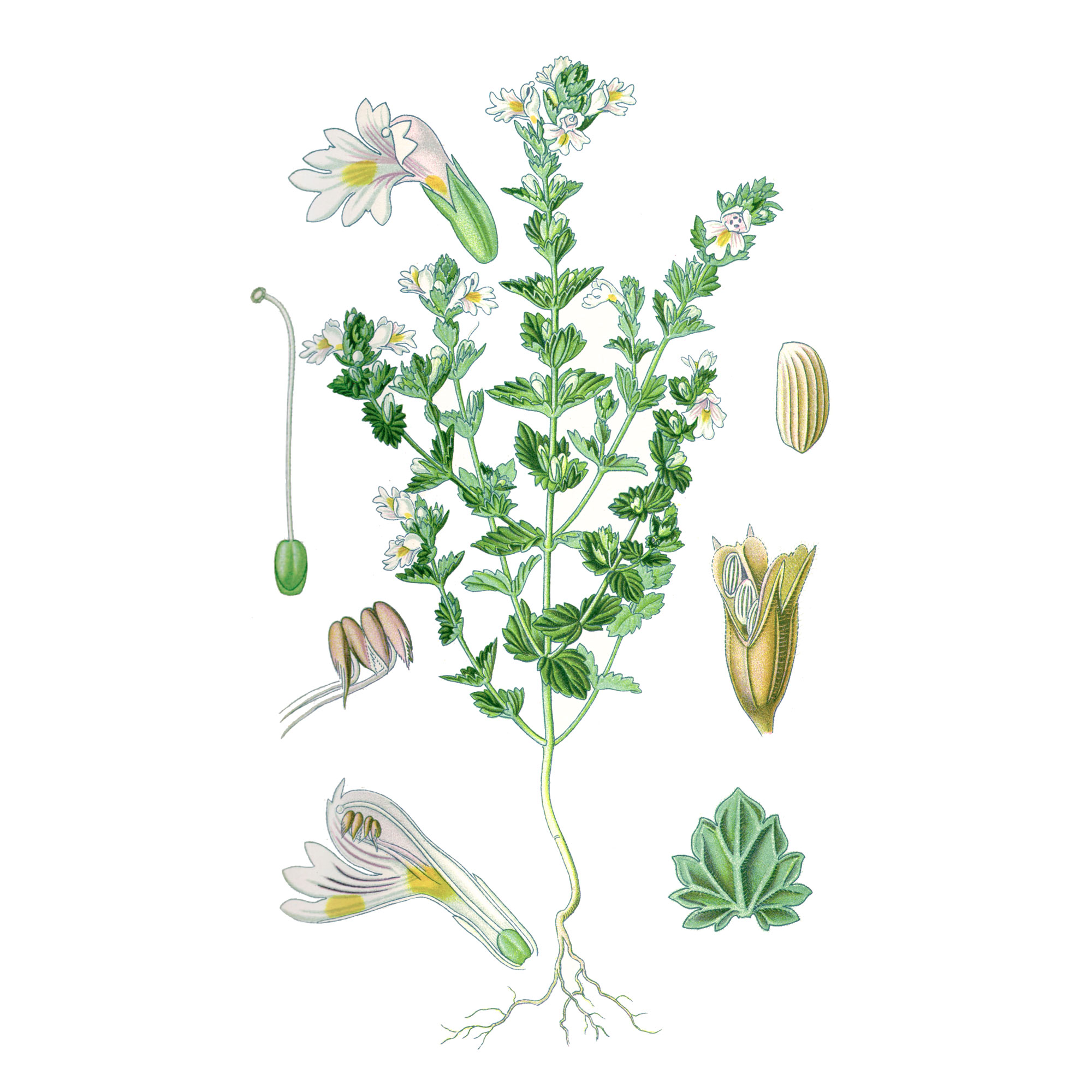 Очанки травы экстракт LE, пакет вакуумный, 1кг